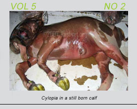 Cyclopia in a still born calf