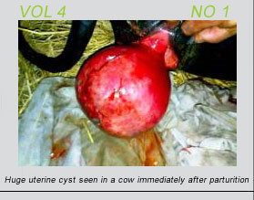 HUge uterine cyst in a cow post partum