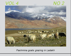 Pashmina goats grazing in ladakh